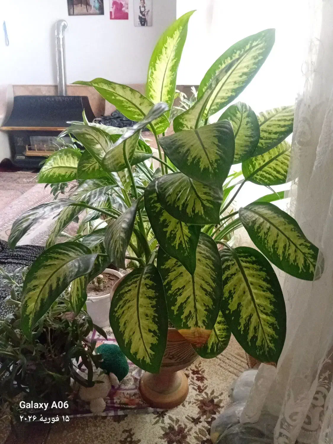 گل‌طبیعی|گل و گیاه طبیعی|نیشابور, مازول|دیوار