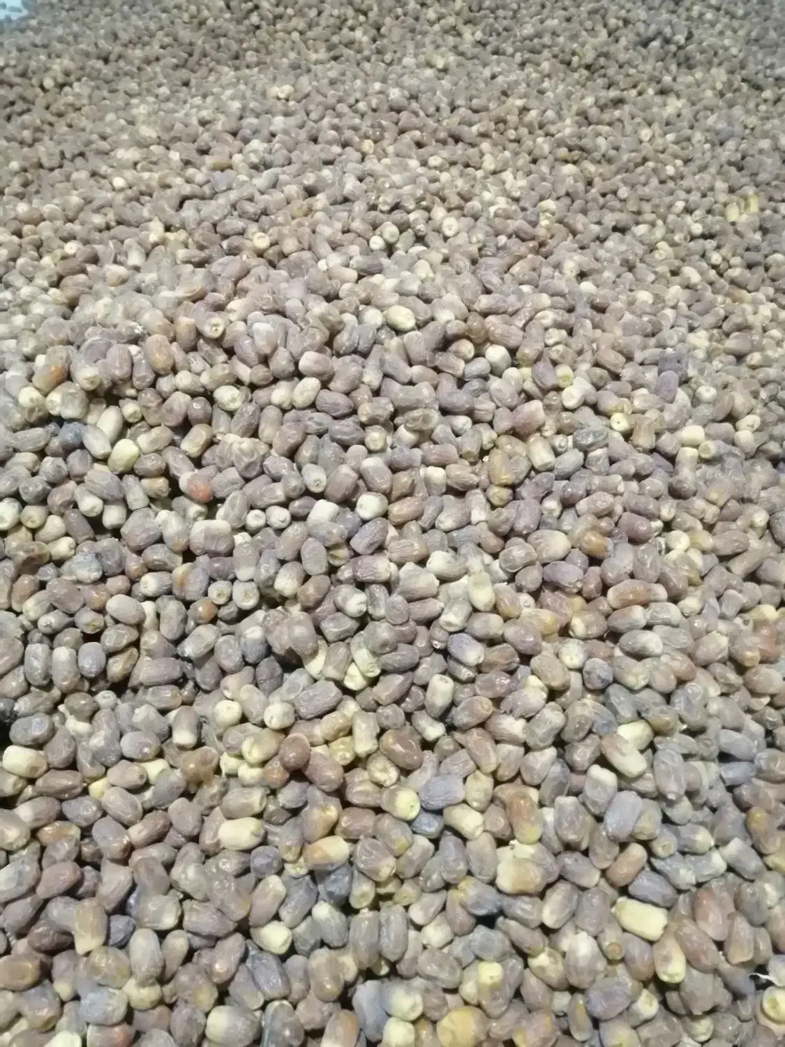 خرمای زاهدی تازه درجه 1|خوردنی و آشامیدنی|اشکنان, |دیوار