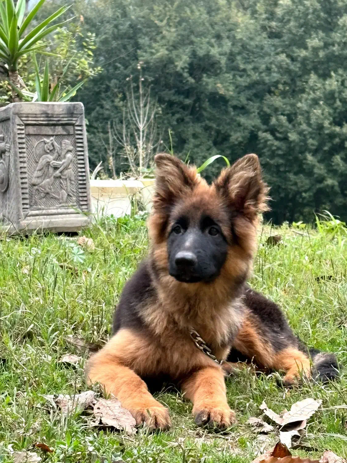 ژرمن ماده موبلند|سگ|رشت, بلوار گیلان|دیوار