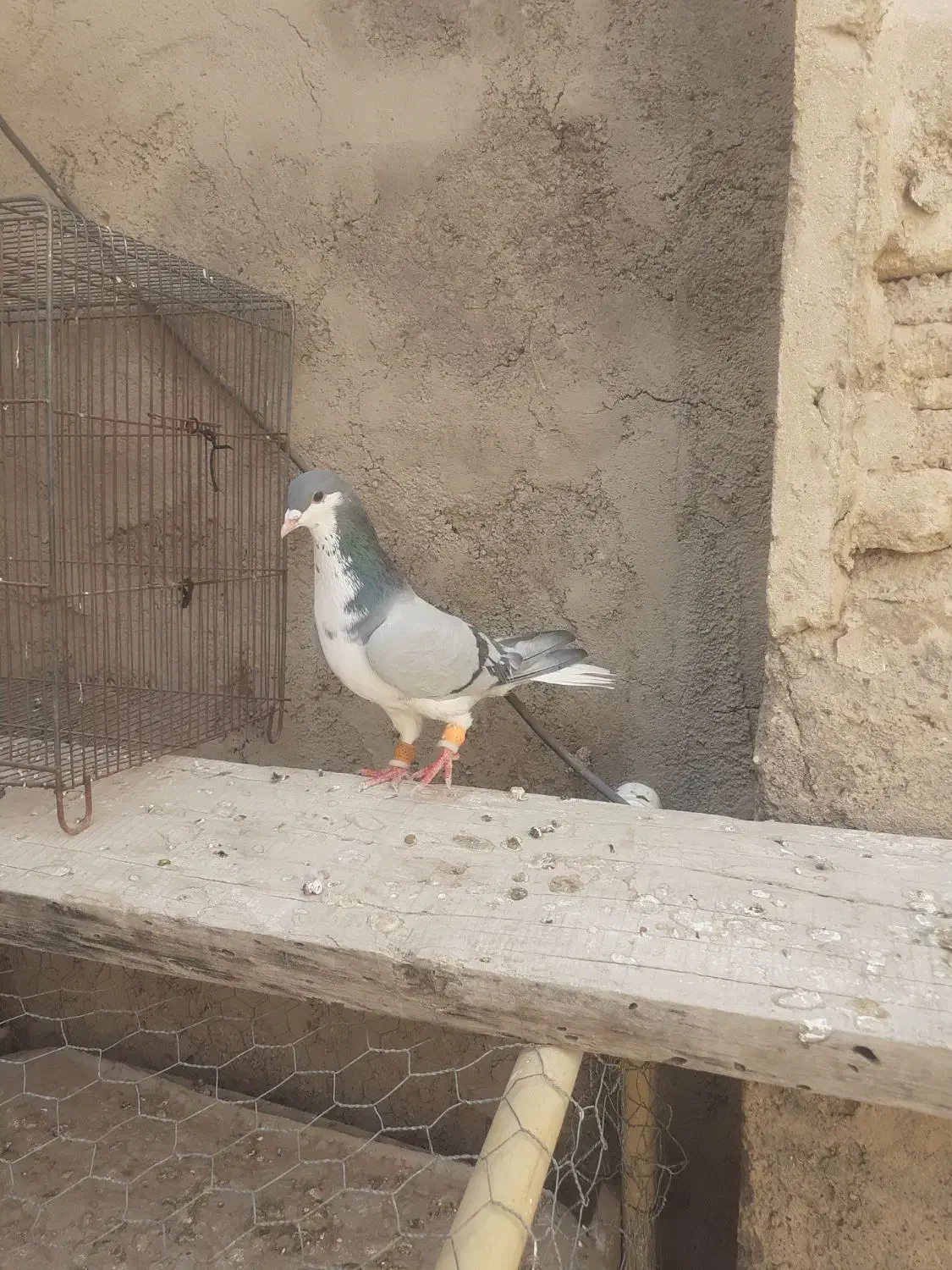 کبوتر|پرنده|فسا, |دیوار