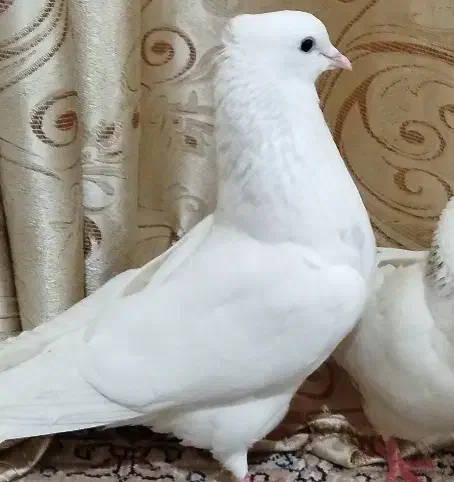 کبوتر|پرنده|سوسنگرد, |دیوار