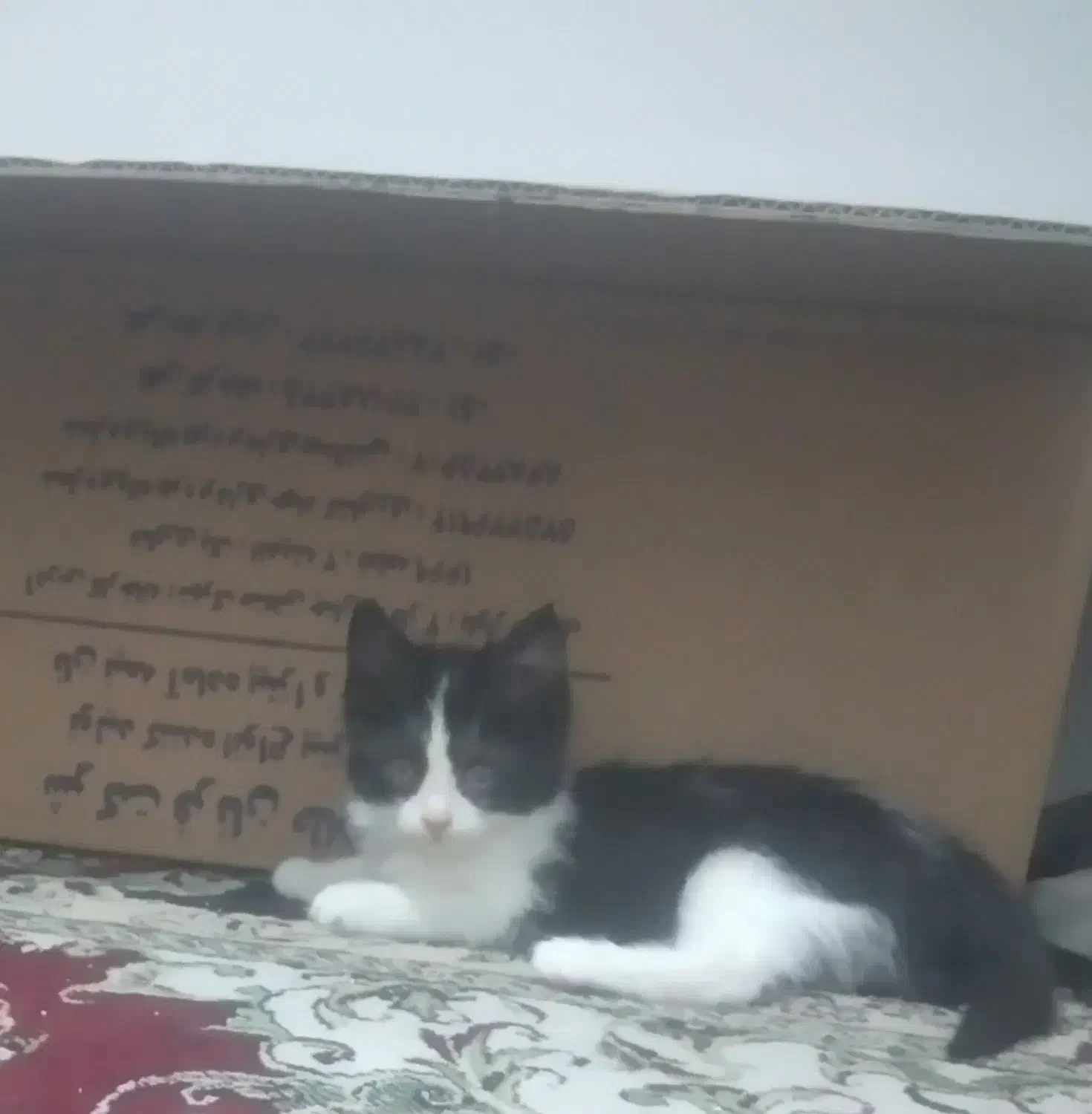 بچه گربه|گربه|گلبهار, شهر جدید گلبهار|دیوار