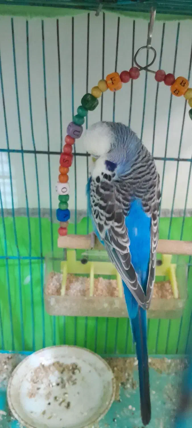 عروس هلندی و مرغ عشق انگلیسی|پرنده|کرج, حصار|دیوار