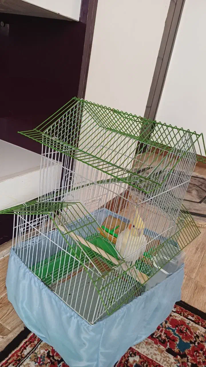 قفس عروس هلندی و مرغ عشق|لوازم جانبی حیوانات|صوفیان, |دیوار