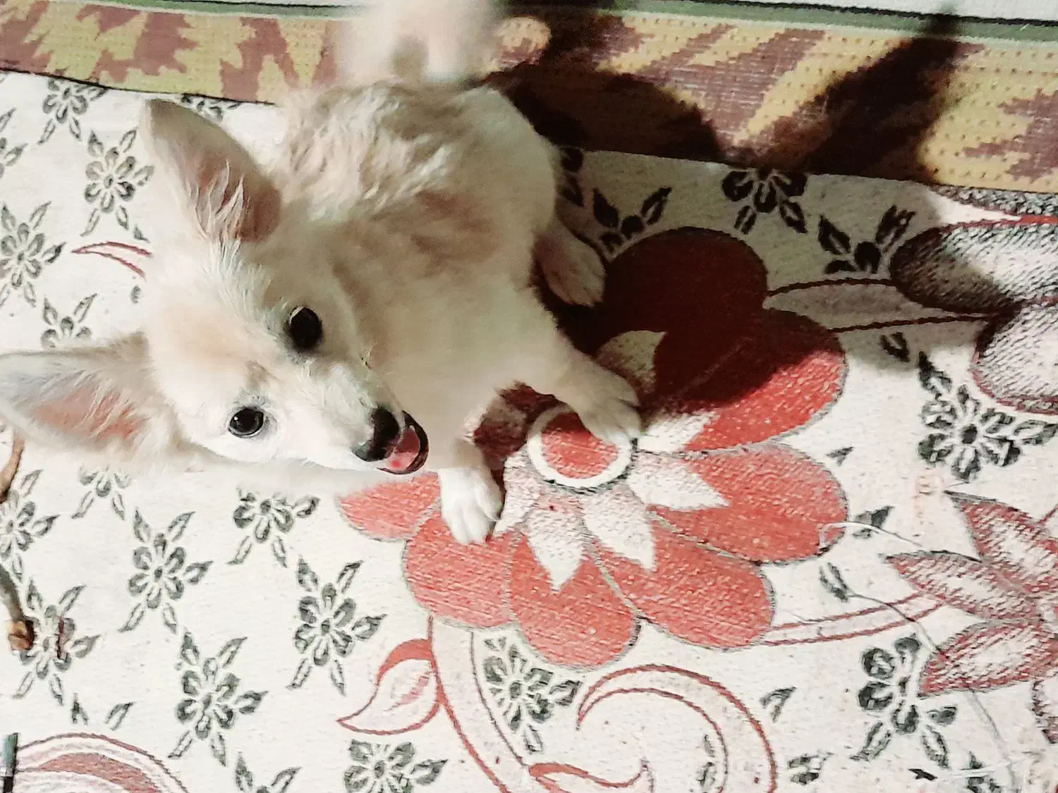 سگ پامر گمشده|حیوانات|جیرفت, |دیوار