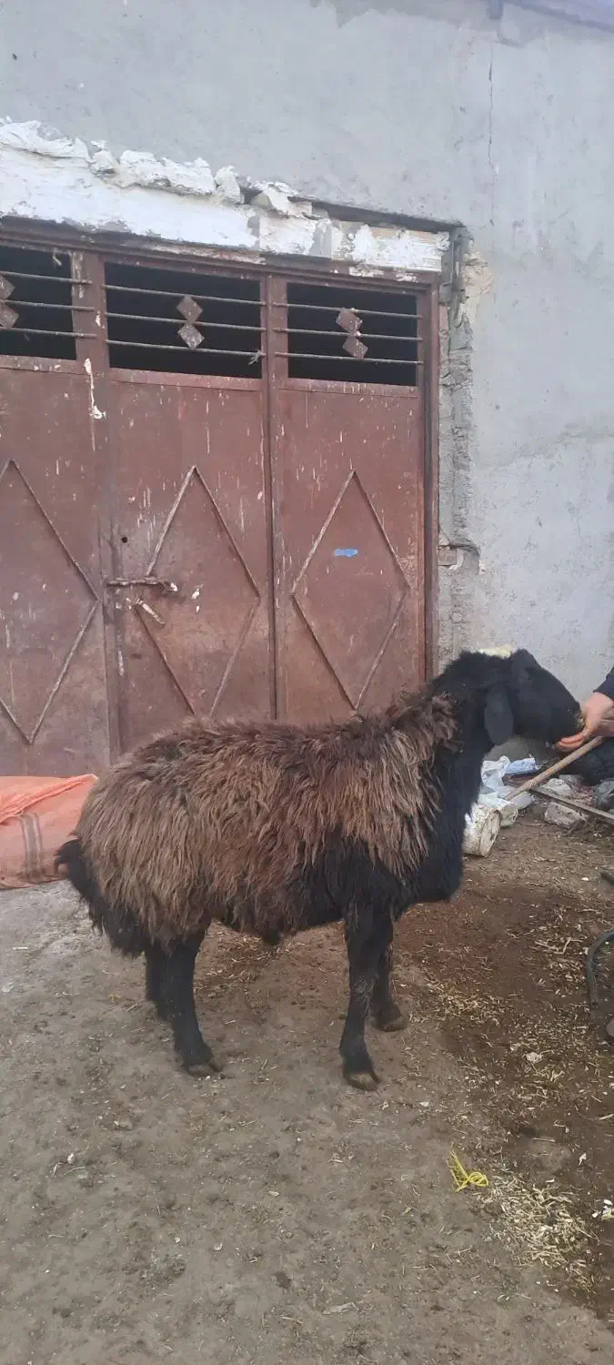 قوچ قمرقاشقا|حیوانات مزرعه|هیر, |دیوار