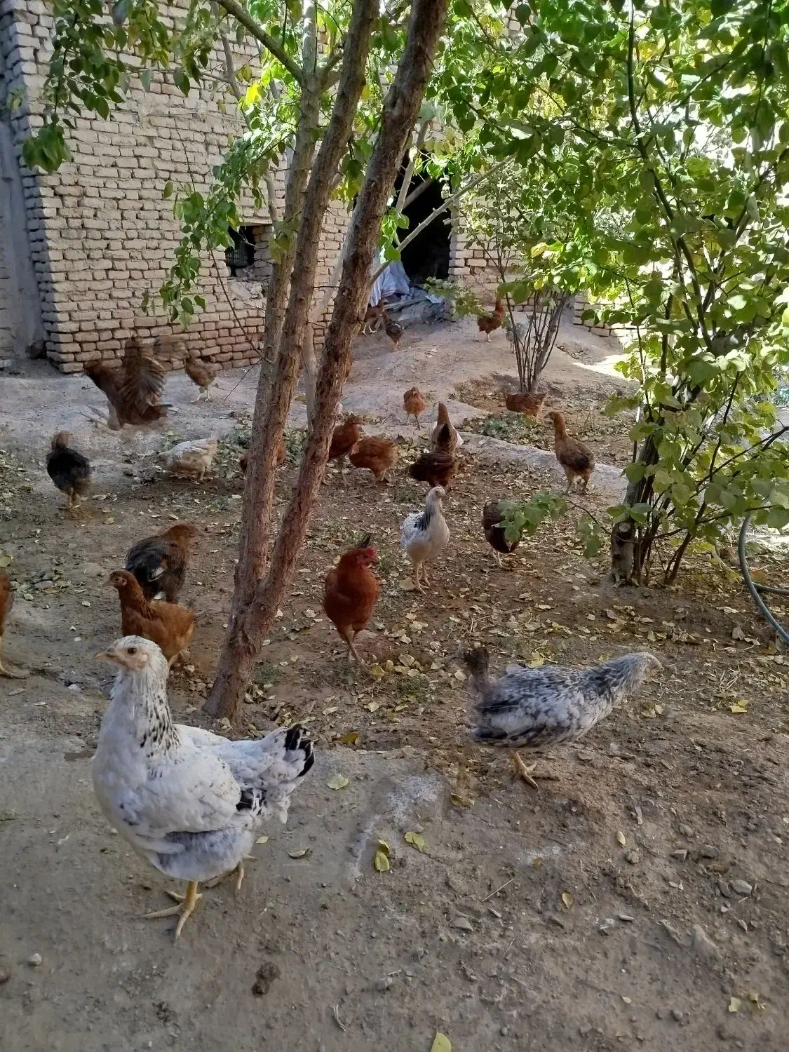 مرغ خروس|حیوانات مزرعه|قهستان, |دیوار