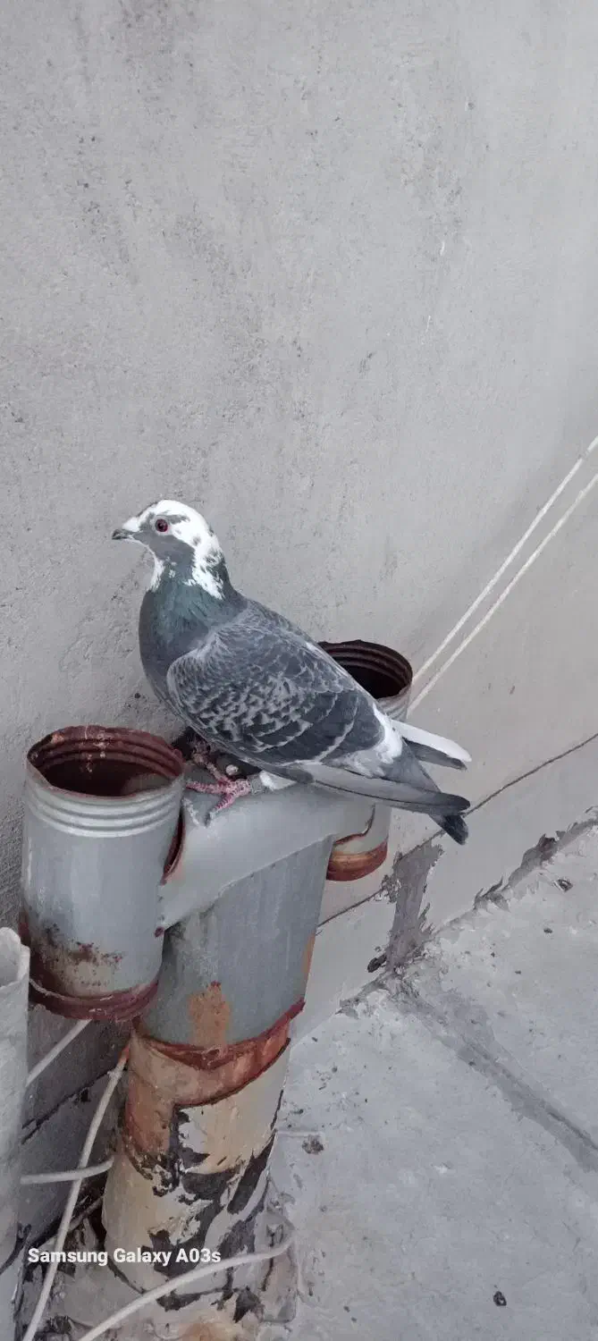 کفتر|پرنده|اردبیل, |دیوار