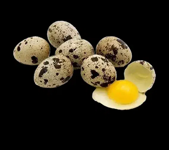 تخم بلدرچین (بمب انرژی)|خوردنی و آشامیدنی|مشهد, کوی المهدی|دیوار