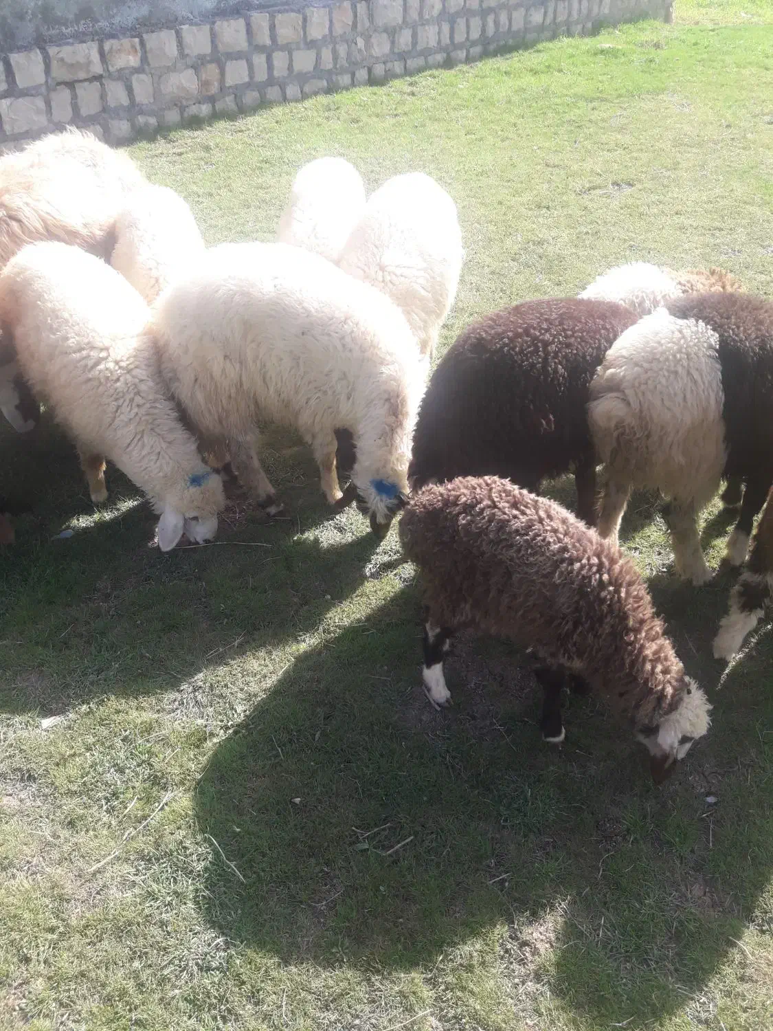 بره|حیوانات مزرعه|کرمانشاه, |دیوار