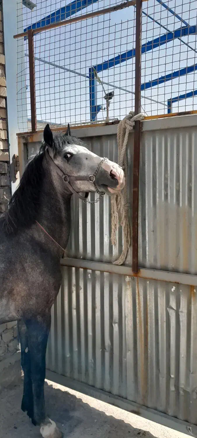 اسب نریون|اسب و تجهیزات اسب‌سواری|اصفهان, محمودآباد|دیوار