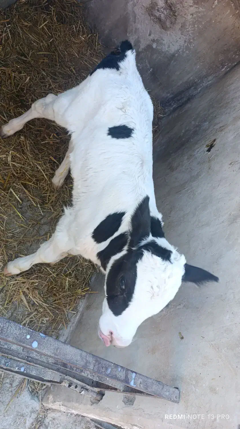 گوساله نر شیری|حیوانات مزرعه|رضویه, |دیوار