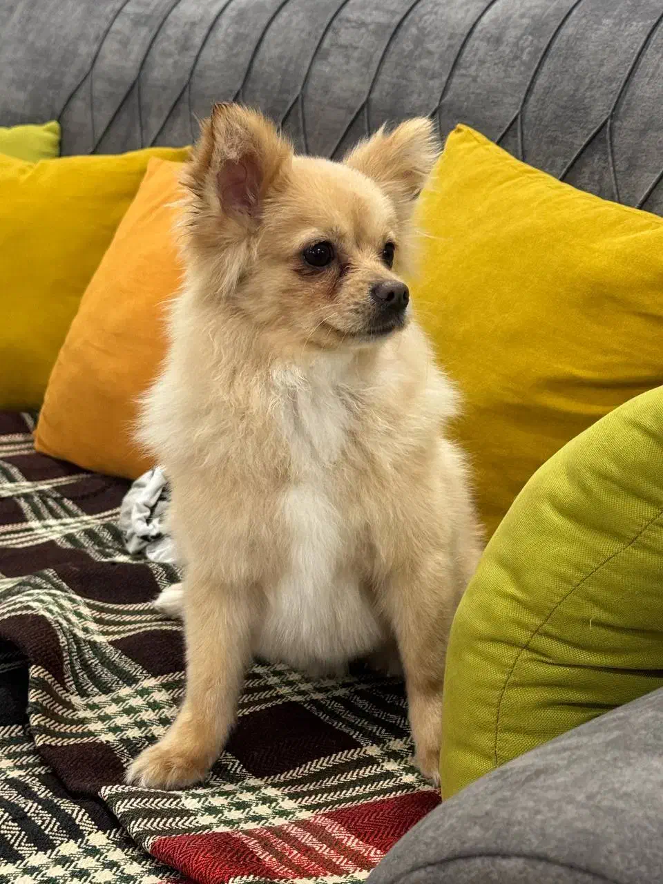 سگ پامر|سگ|بهبهان, |دیوار