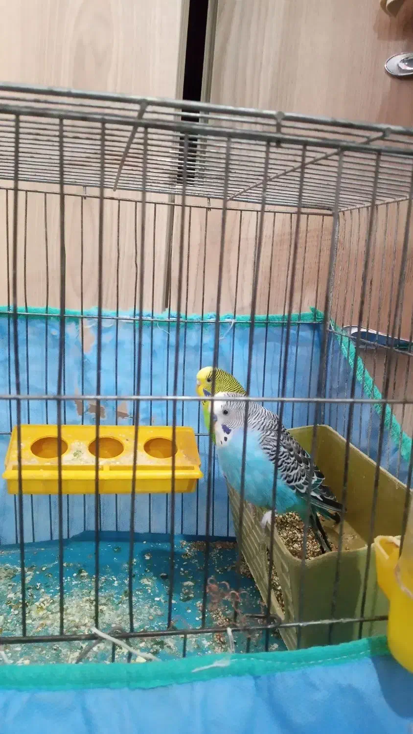 یه جفت مرغ عشق|پرنده|کرمانشاه, |دیوار