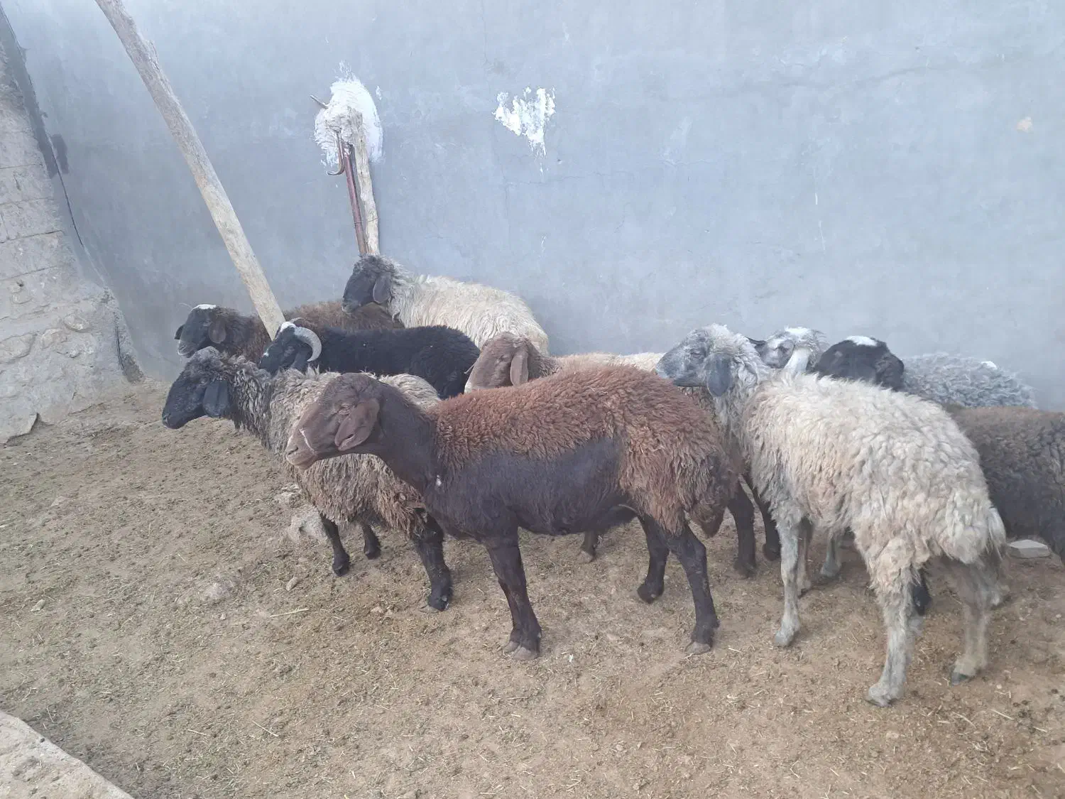 ۹ راس میش و بره و بره قوچ|حیوانات مزرعه|داراب, |دیوار