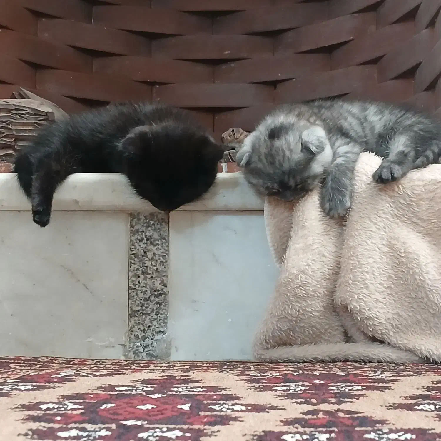 گربه خانگی|گربه|مشهد, رضاشهر|دیوار