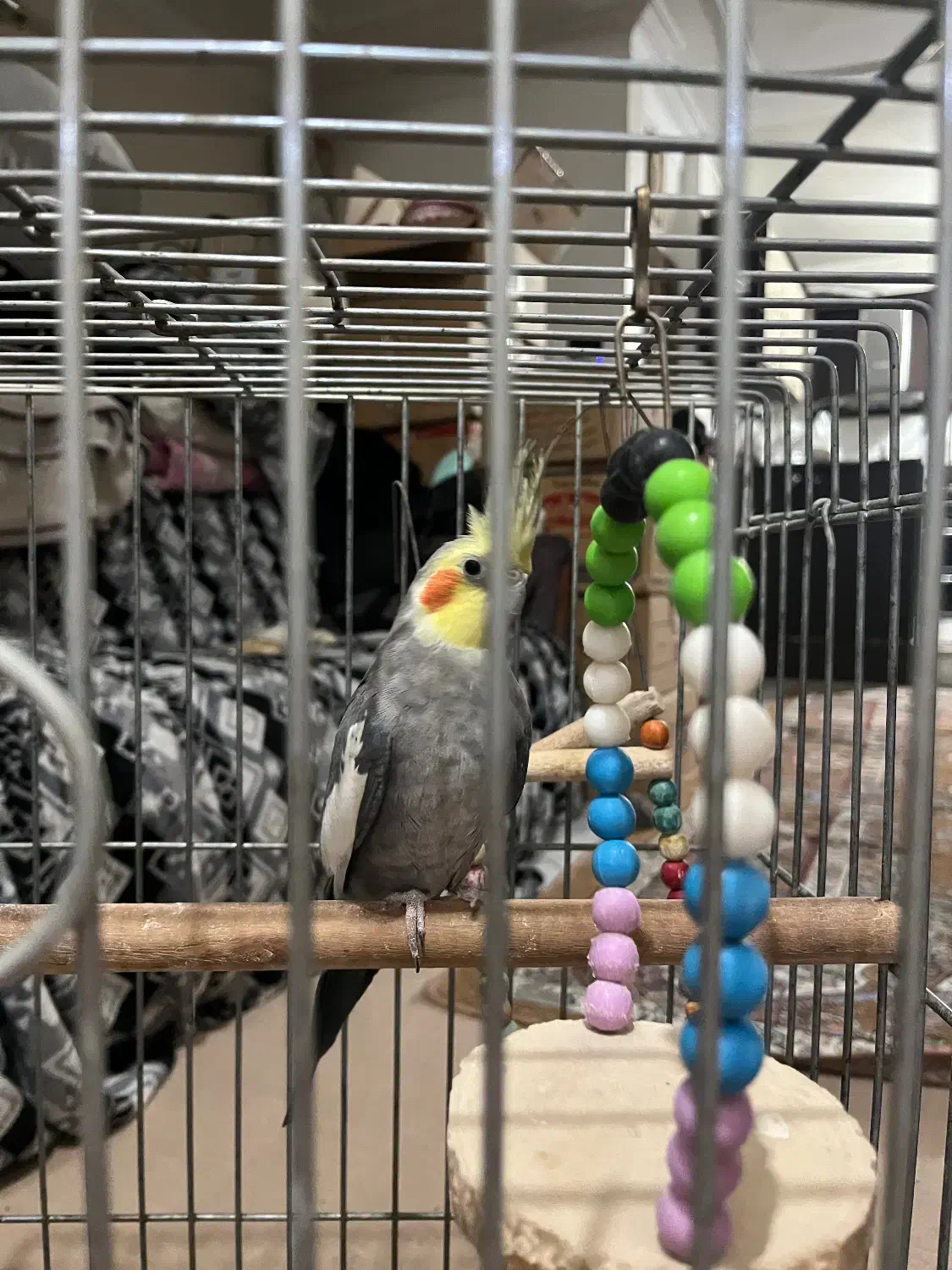 عروس هلندی نر و ماده مولد|پرنده|شهریار, شهریار|دیوار