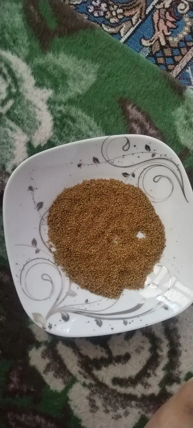 بذرقره یونچه|خدمات باغبانی و درختکاری|فیروزآباد (آذربایجان), |دیوار