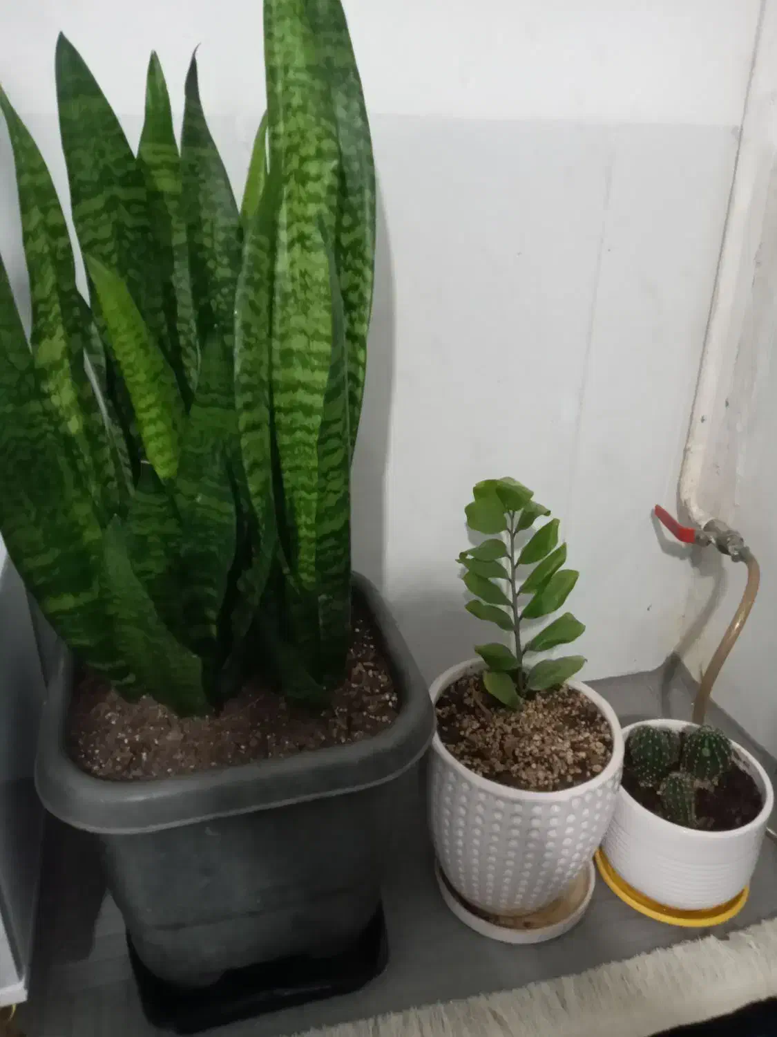 گل گل طبیعی|گل و گیاه طبیعی|بجنورد, |دیوار