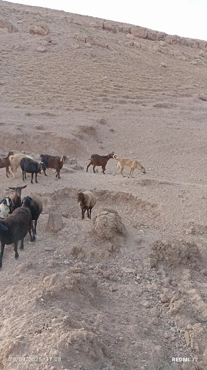 فروشی|سگ|بزینه رود, |دیوار