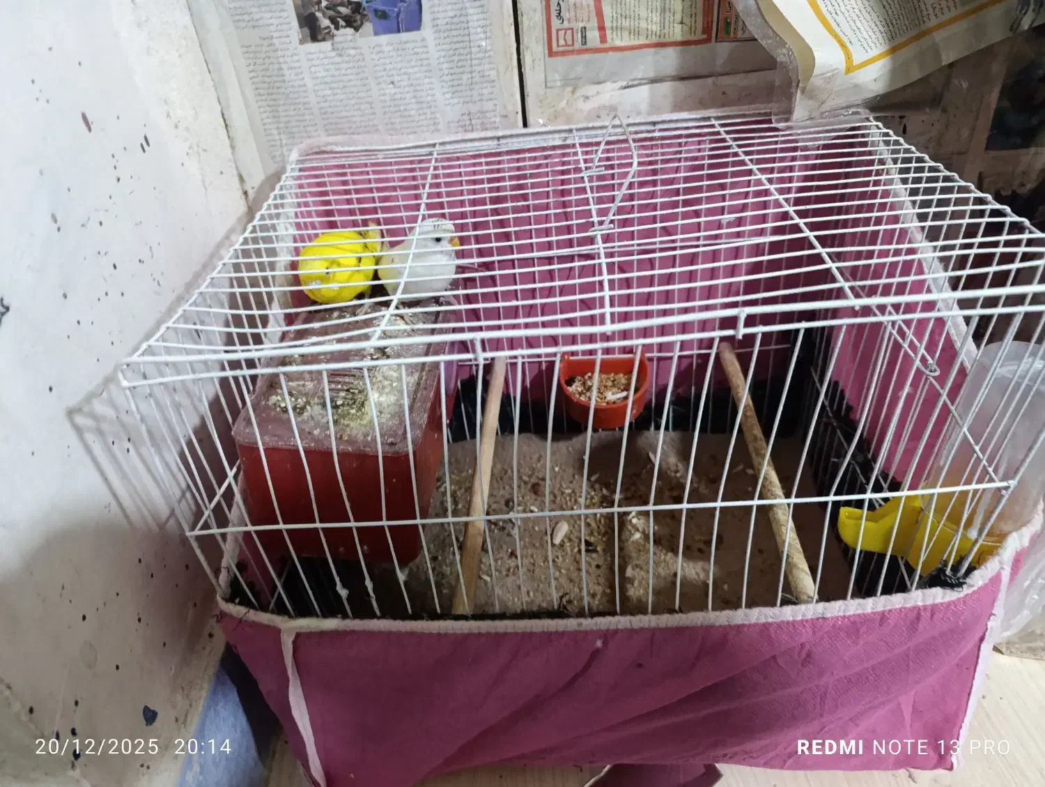 مرغ عشق|پرنده|بوشهر, |دیوار