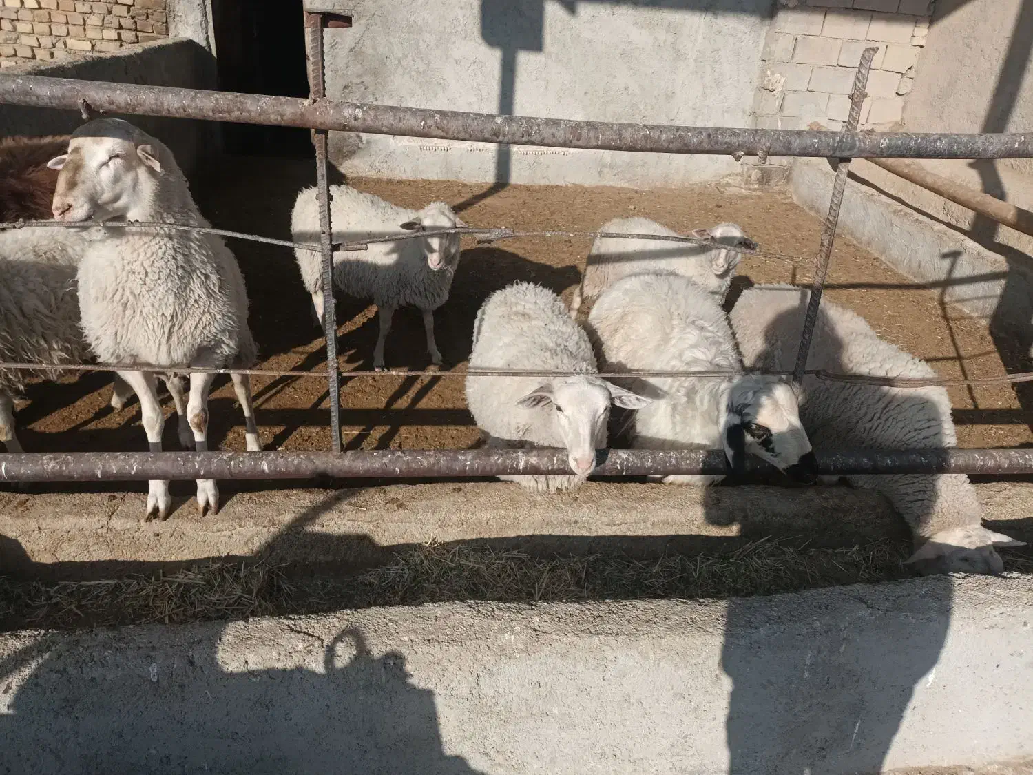 بره ماده های لاکن ولارف|حیوانات مزرعه|سردرود, |دیوار