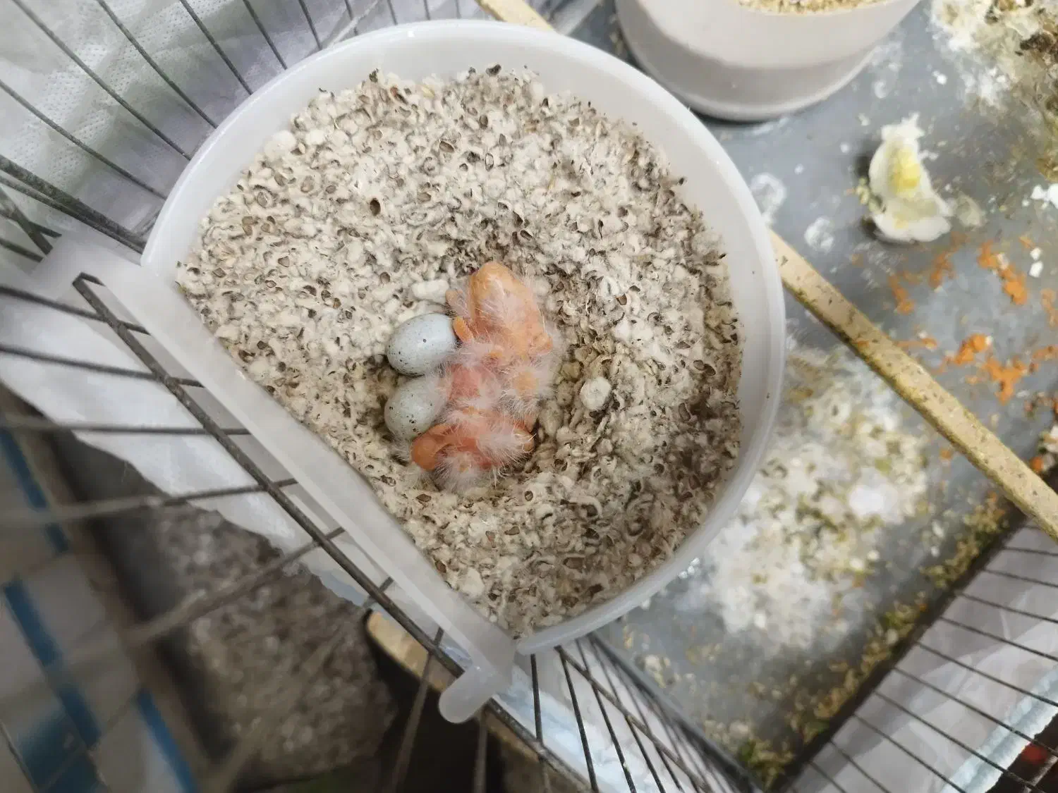 قناری جفت جوجه مهست|پرنده|اهواز, نیوساید|دیوار