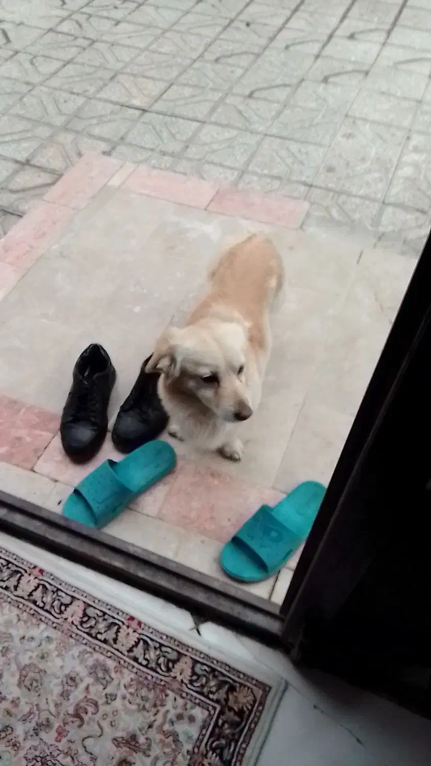 سگ پاکوتاه|سگ|شیروان (خراسان), |دیوار