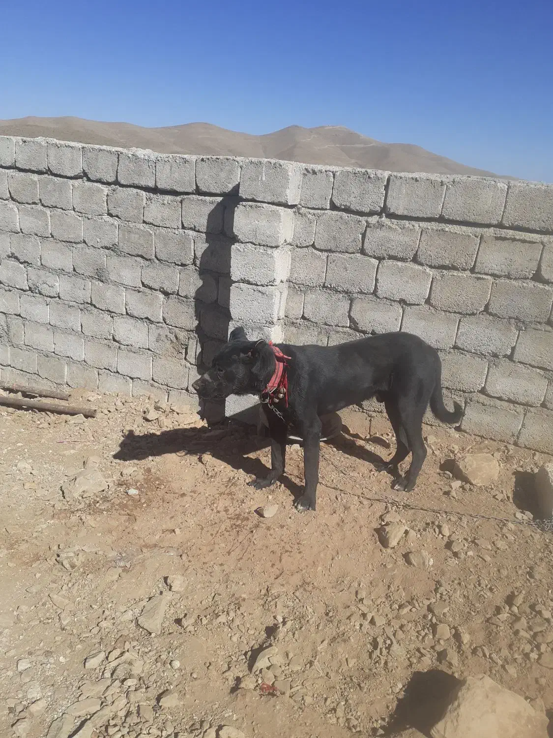 سگ هفت ماهه قهدریجانی|سگ|چادگان, |دیوار