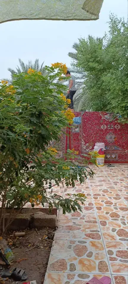 خانه ویلایی بایک مغازه و دامداری ۵۰۰متر|فروش خانه و ویلا|آبادان, |دیوار