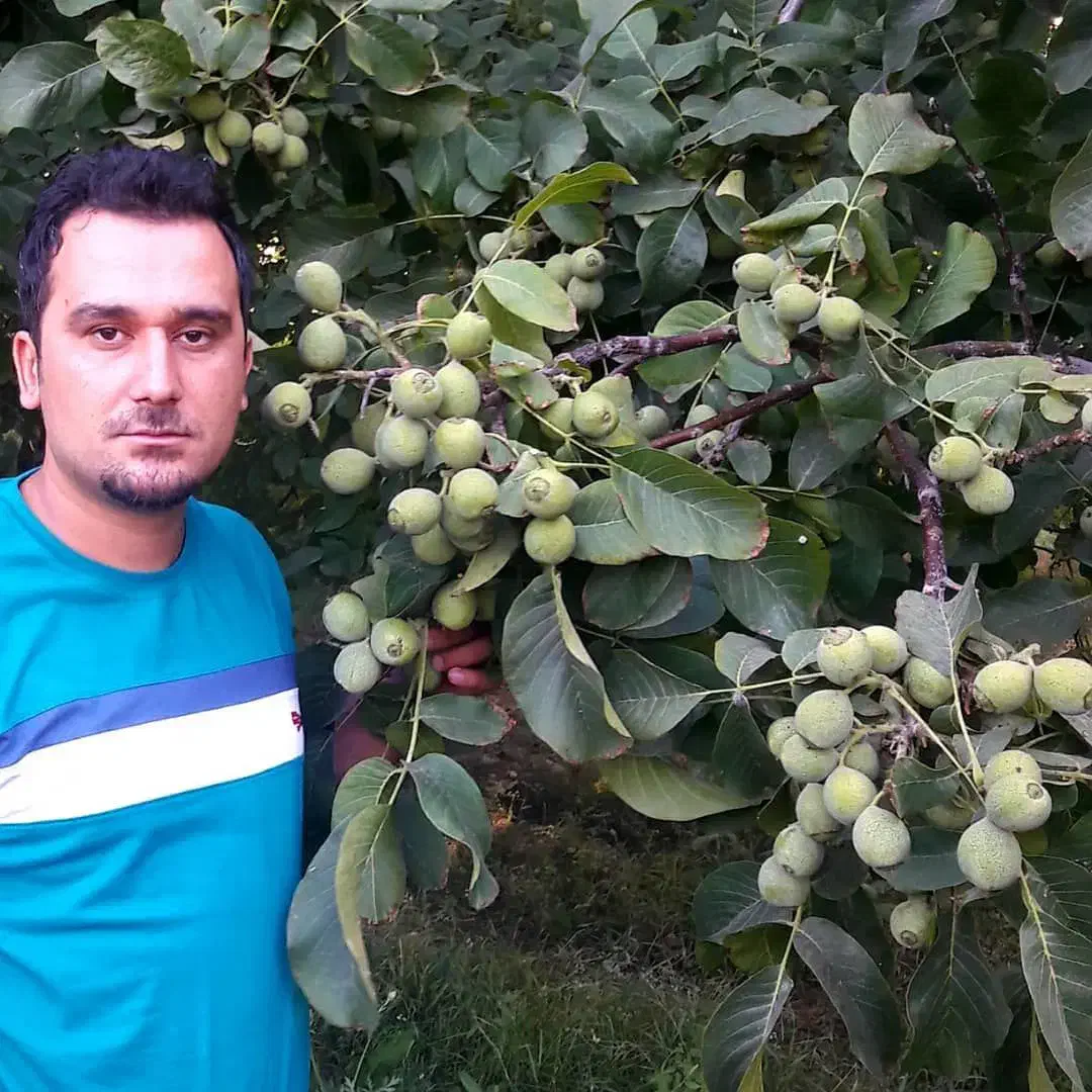 نهالستان پالیز تولید کننده انواع نهال دیرگل وپربار|خدمات باغبانی و درختکاری|چابکسر, |دیوار