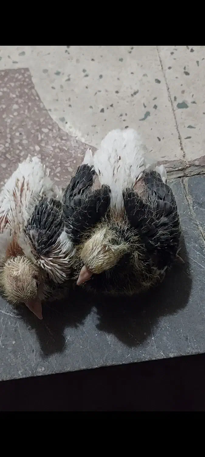 جفت سفید پاپر فنجونی پرنده طوقی طوق آبی شهری پلاکی|حیوانات|شیراز, شهرک سراج|دیوار