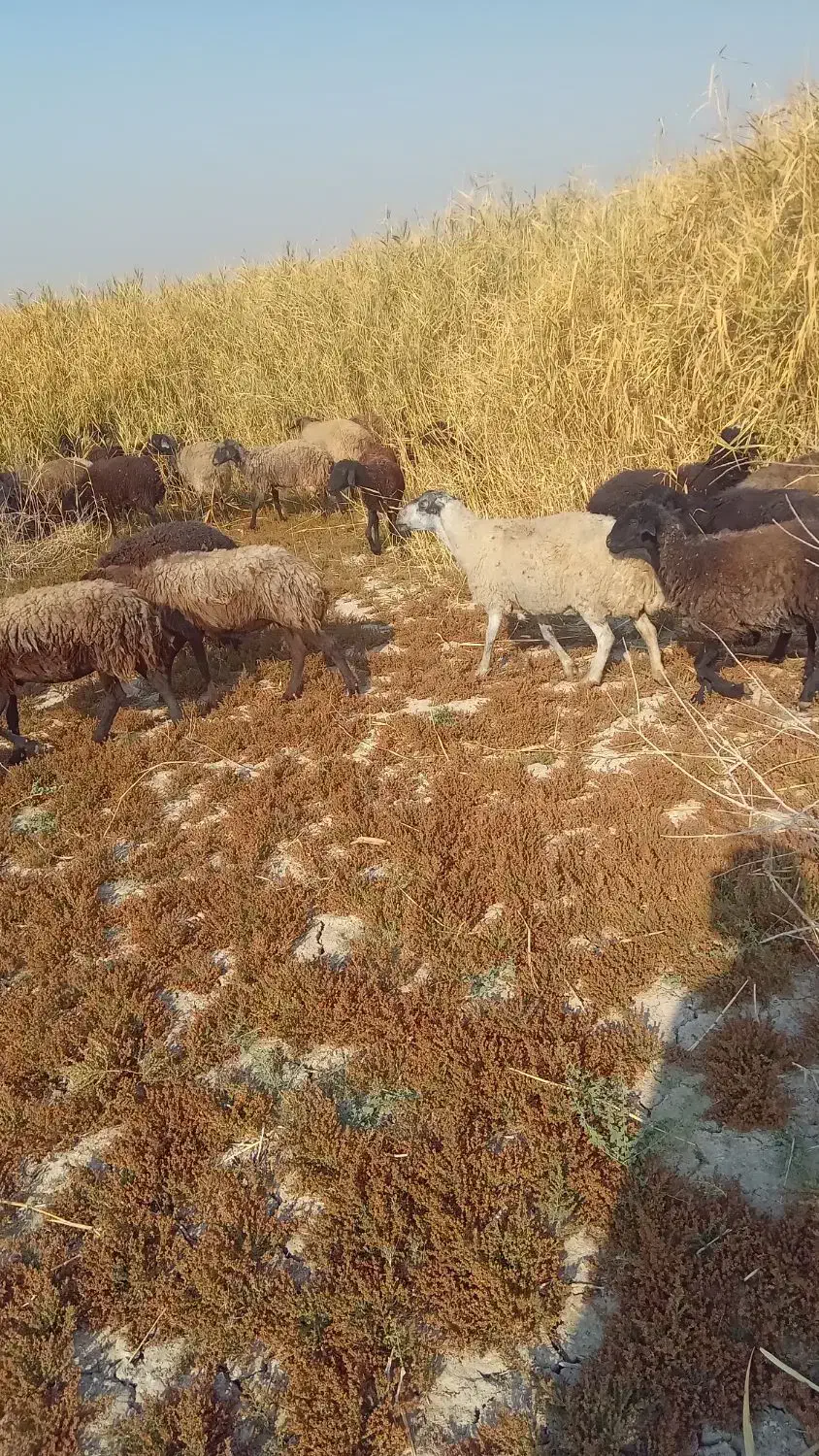 میش کشتاری  چاق|حیوانات مزرعه|کهریزک, |دیوار