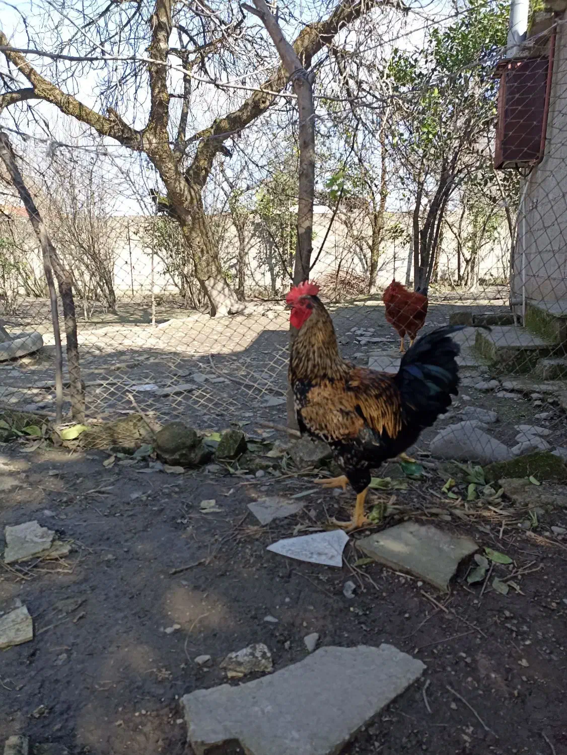 خروس محلی|حیوانات مزرعه|رشت, آتشگاه|دیوار