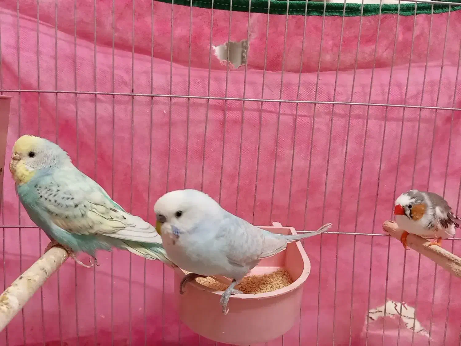 فروش مرغ عشق|پرنده|قم, شاه سید علی|دیوار