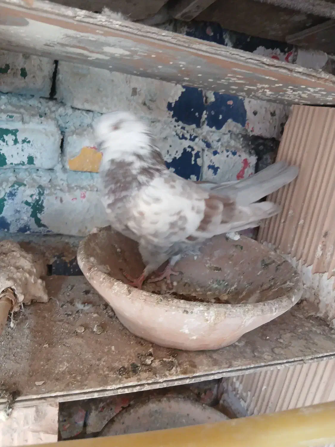 غریبگری|پرنده|پاکدشت, پاکدشت (مامازند)|دیوار