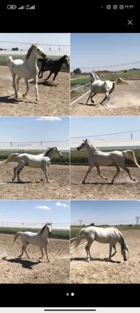 اسب نریون عرب|اسب و تجهیزات اسبسواری|دماوند, دماوند|دیوار