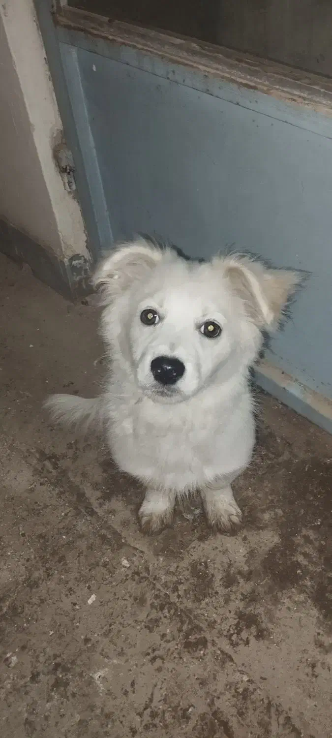 واگذاری سگ|سگ|برخوار, |دیوار