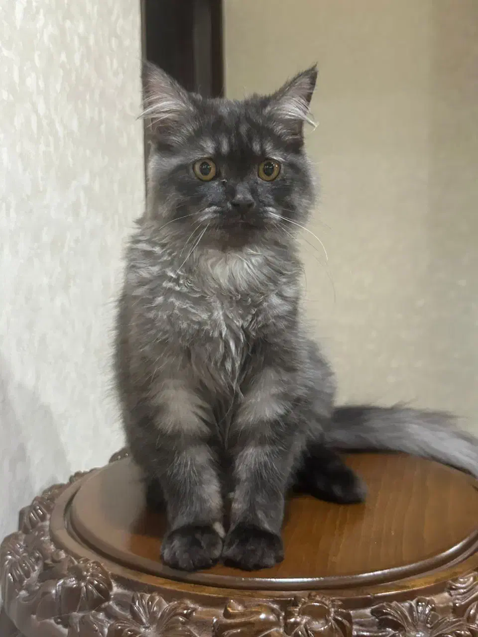 گربه اسکاتیش لانگ هیر|گربه|تبریز, |دیوار