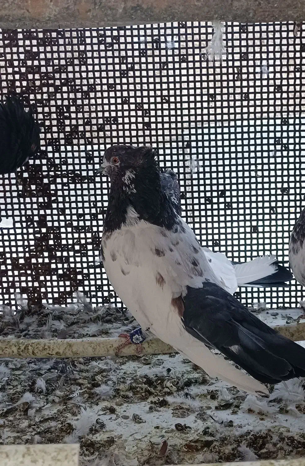 کلدم تیره قدیم|پرنده|گرمسار, |دیوار