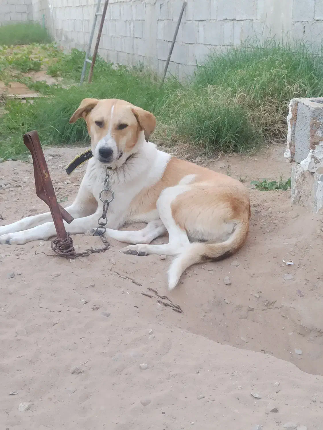 سگ خالی|سگ|سعدآباد, |دیوار