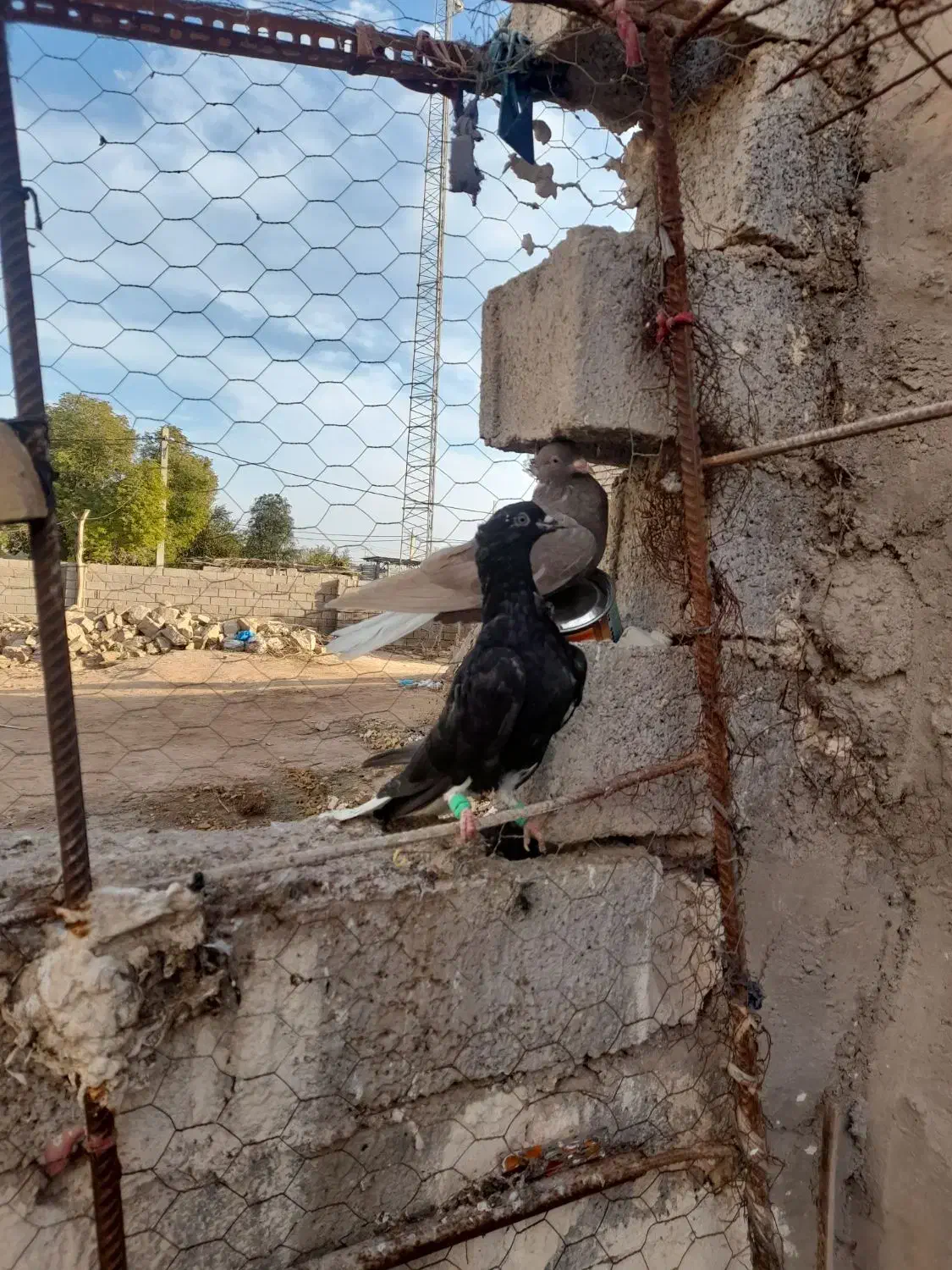 جوجه دمسفید|پرنده|سوسنگرد, |دیوار