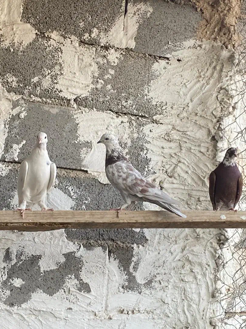 کبوتر|پرنده|بادرود, |دیوار