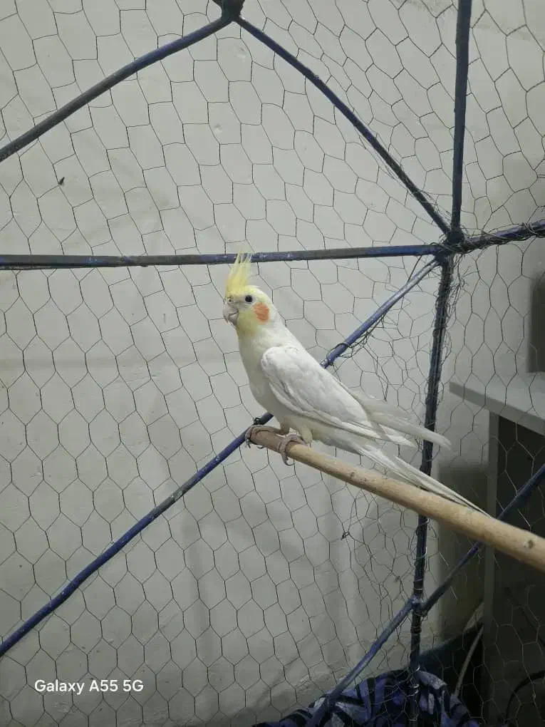 عروس هلندی لوتینیو|پرنده|خرمشهر, |دیوار