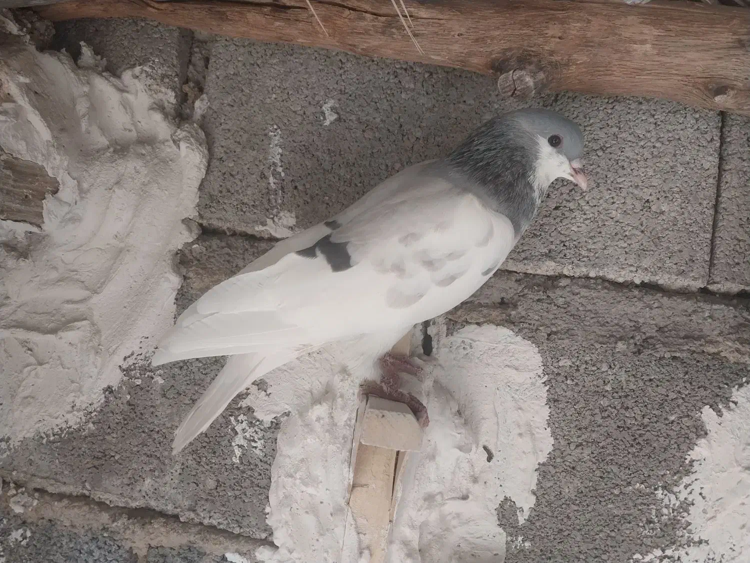 کفتر بدرنگ تمیز|پرنده|کوهمره, |دیوار