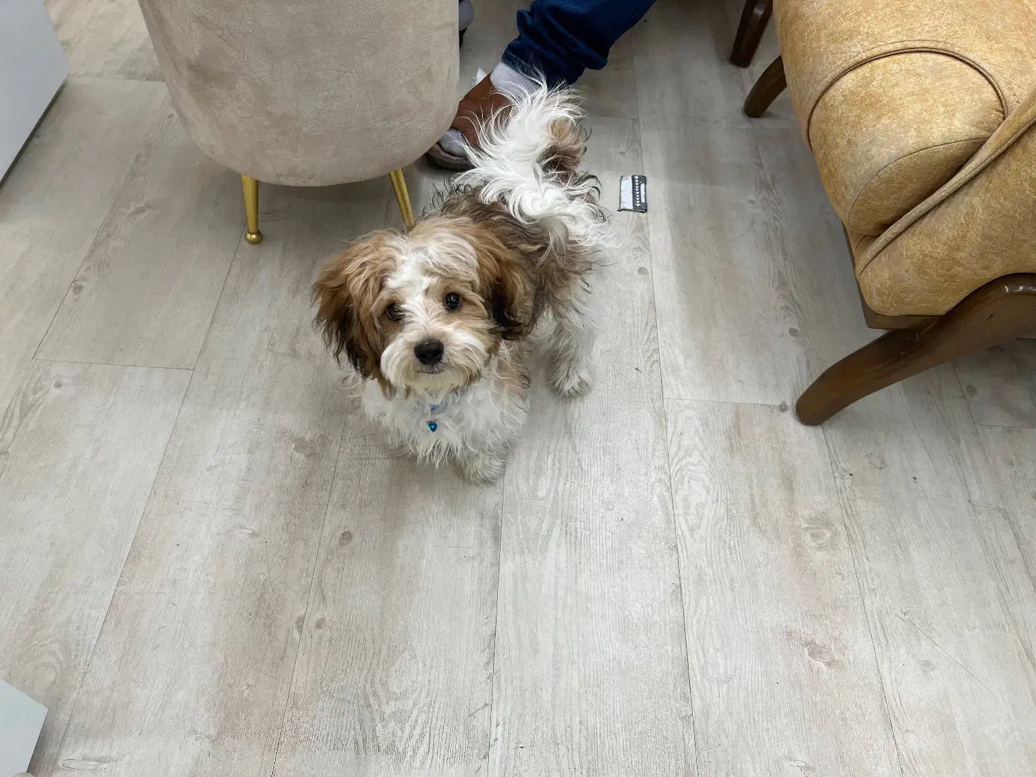 سگ شیتزو|سگ|اصفهان, باغ زرشک|دیوار