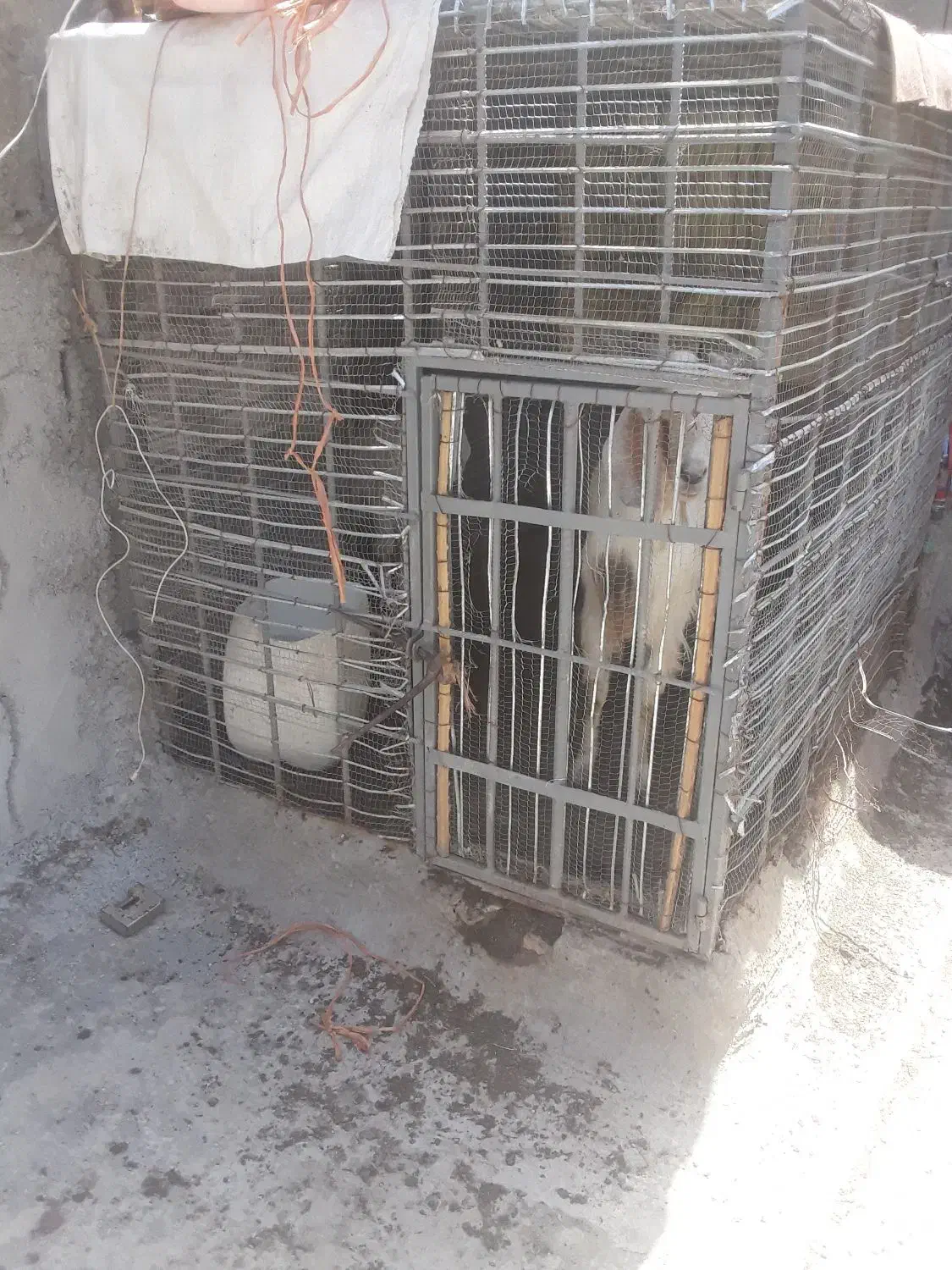 قفس|لوازم جانبی حیوانات|کهنوج, |دیوار