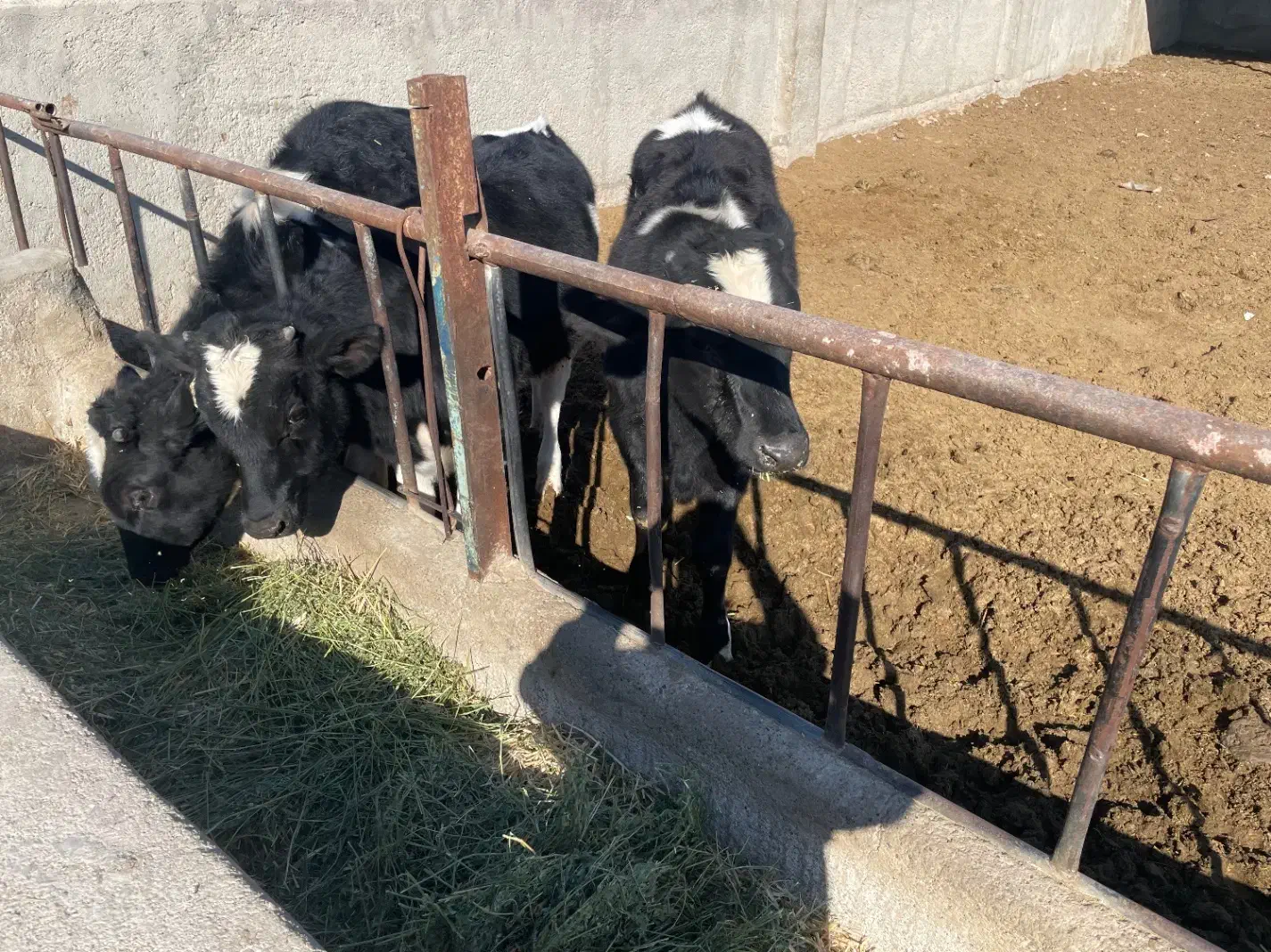 گوساله نر|حیوانات مزرعه|قیامدشت - خاورشهر, |دیوار