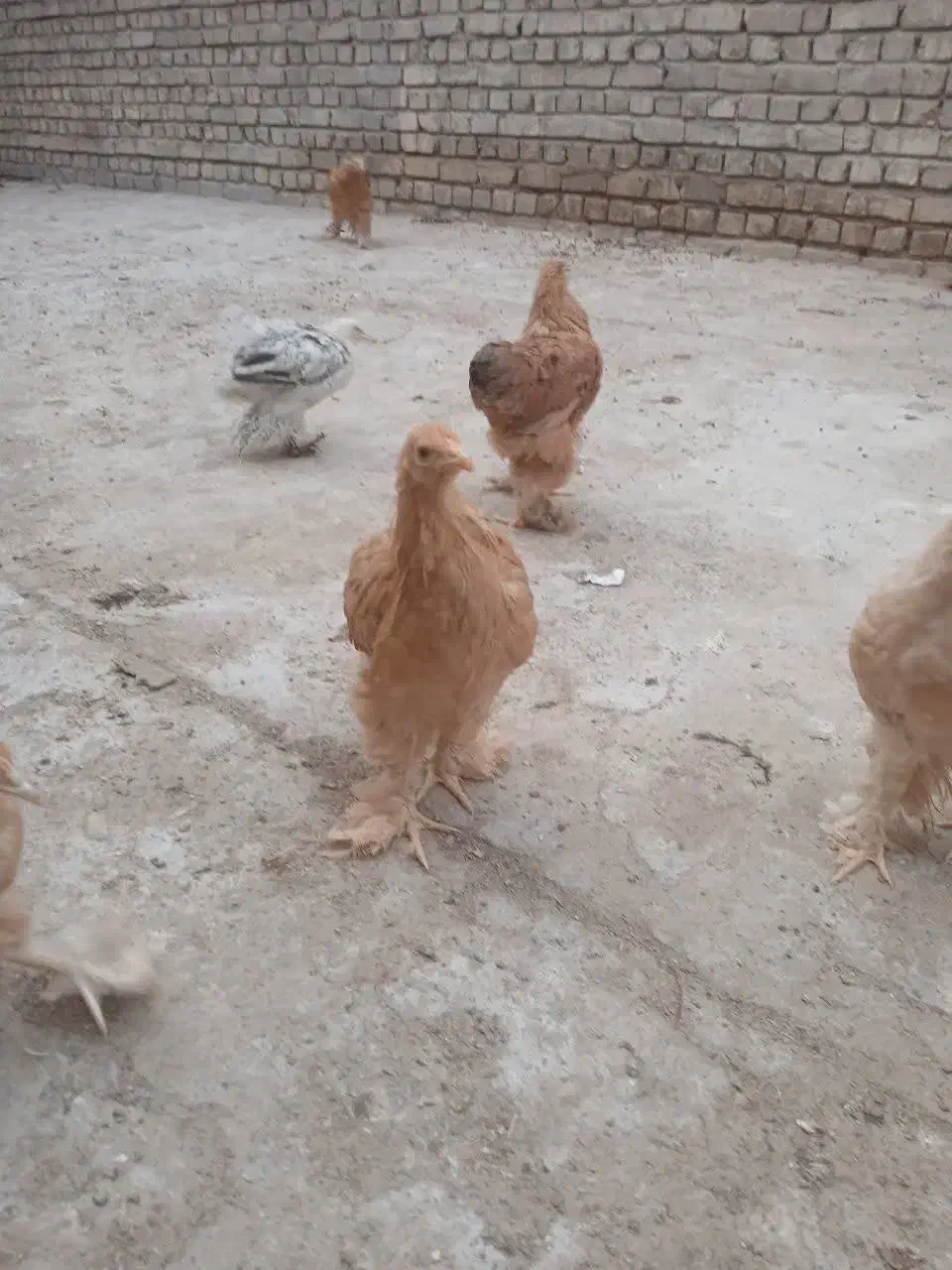 برهما|حیوانات مزرعه|قم, پردیسان|دیوار