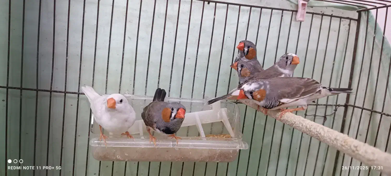 فنچ نروماده،سفید و رنگی،بالغ|پرنده|قرچک, محمد آباد|دیوار